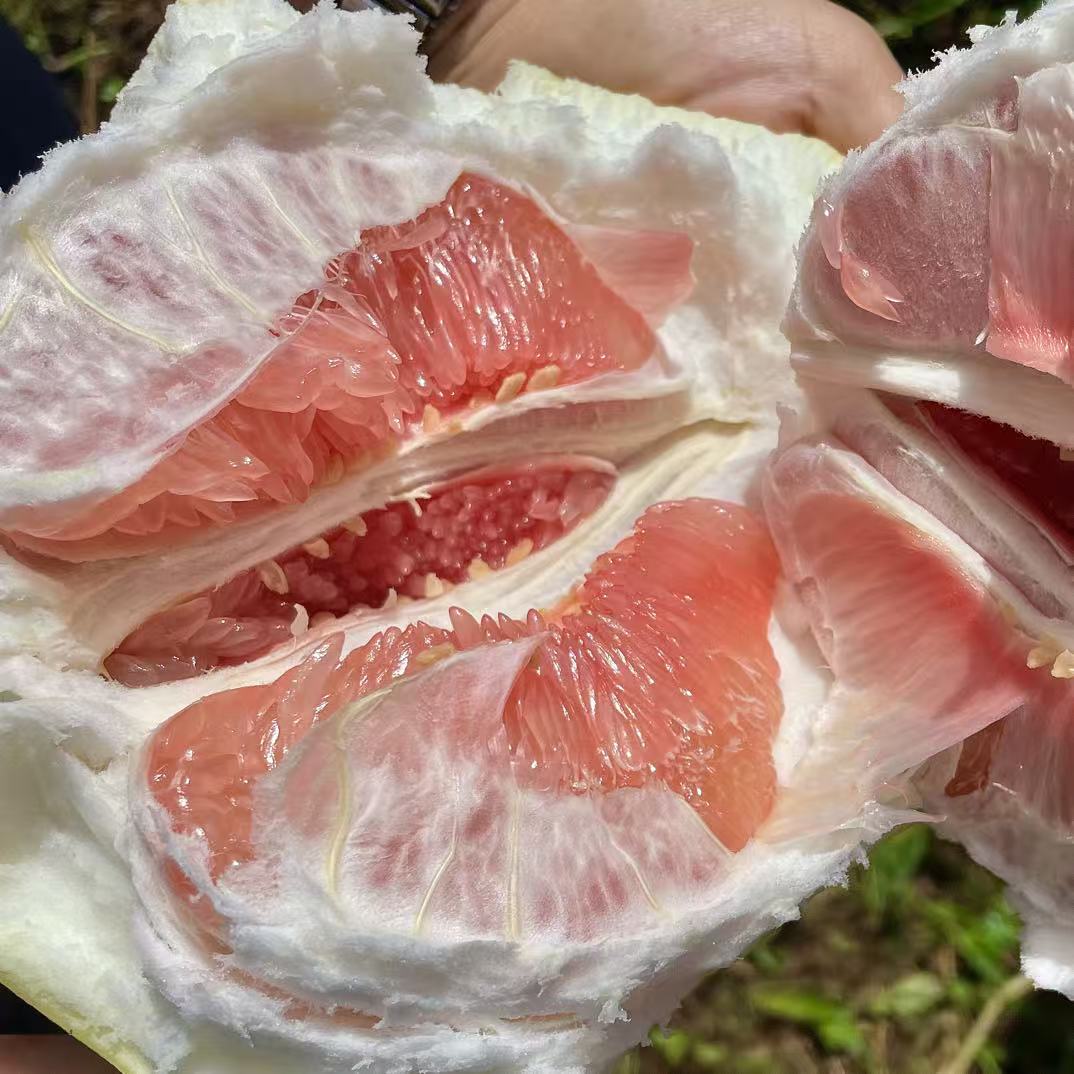 【农香阁甄选】红心蜜柚 达人