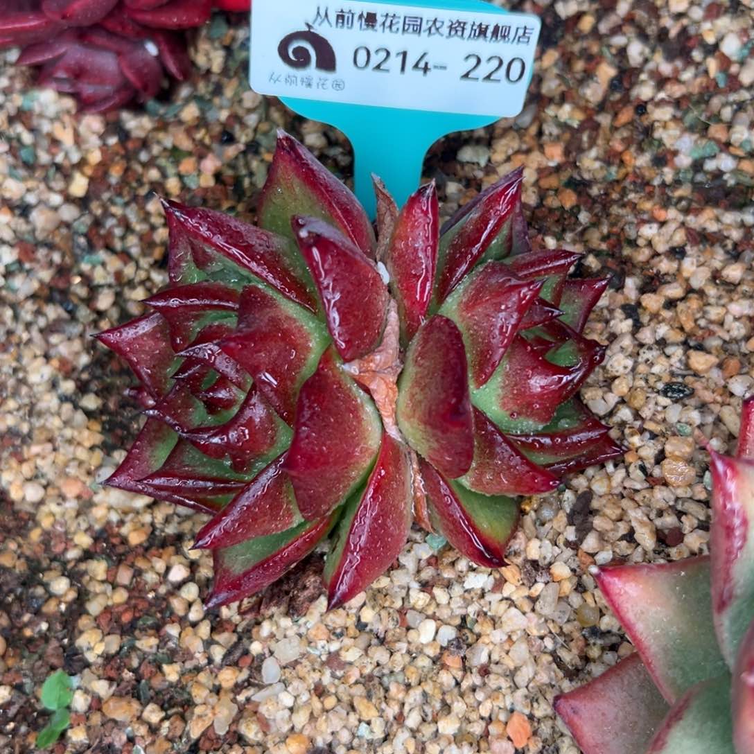 多肉一物一拍0214-220