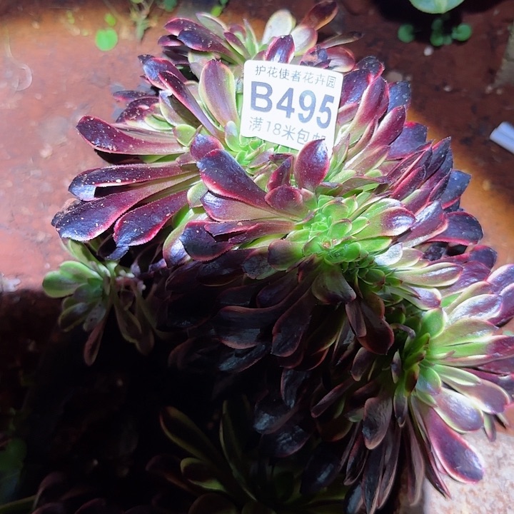 多肉 木家里缀化多肉法师