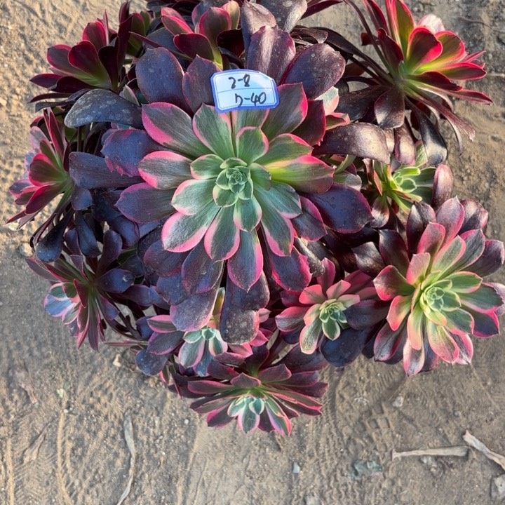 静*金丝雀断枝不包40