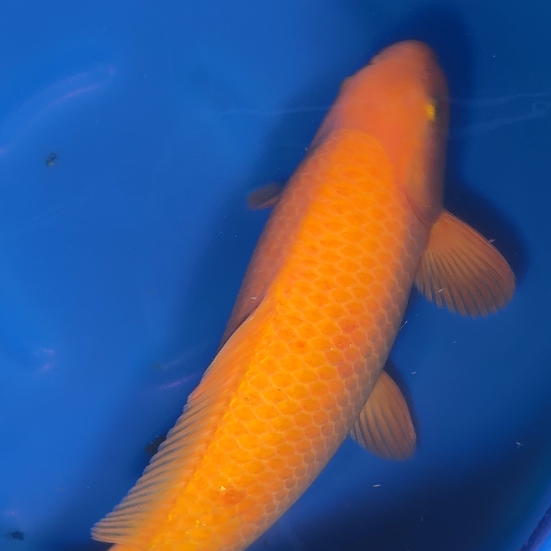 锦鲤爱屋杀手介子