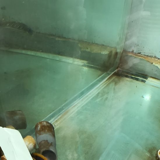 海水鱼特价火背仙