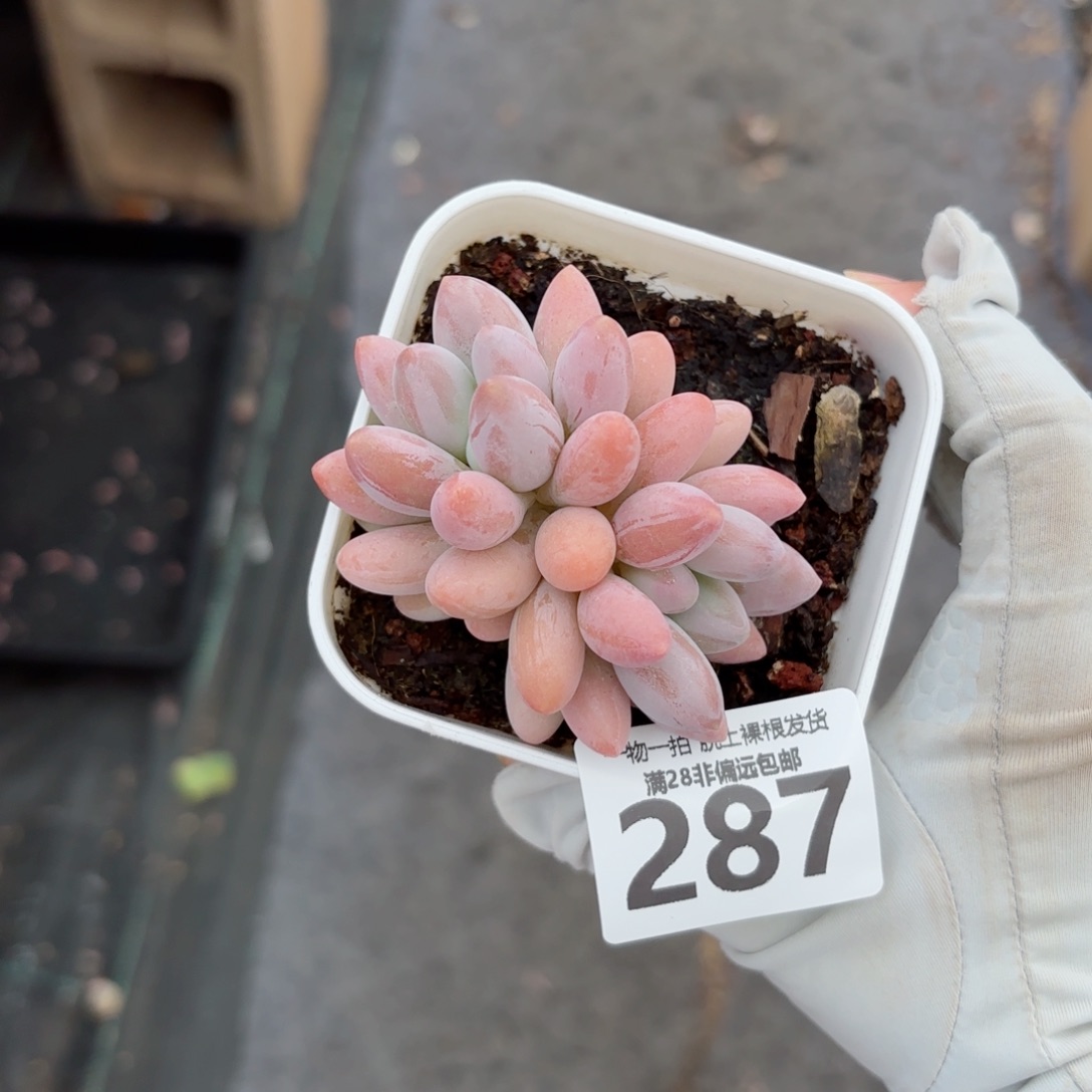 汤圆多肉无盆土发货