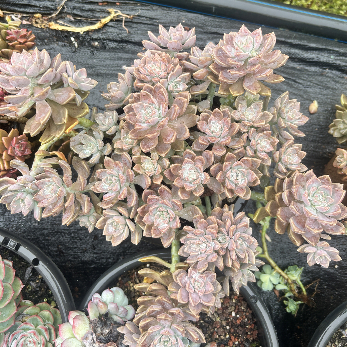 大阿伦培多肉植物   脱土发货