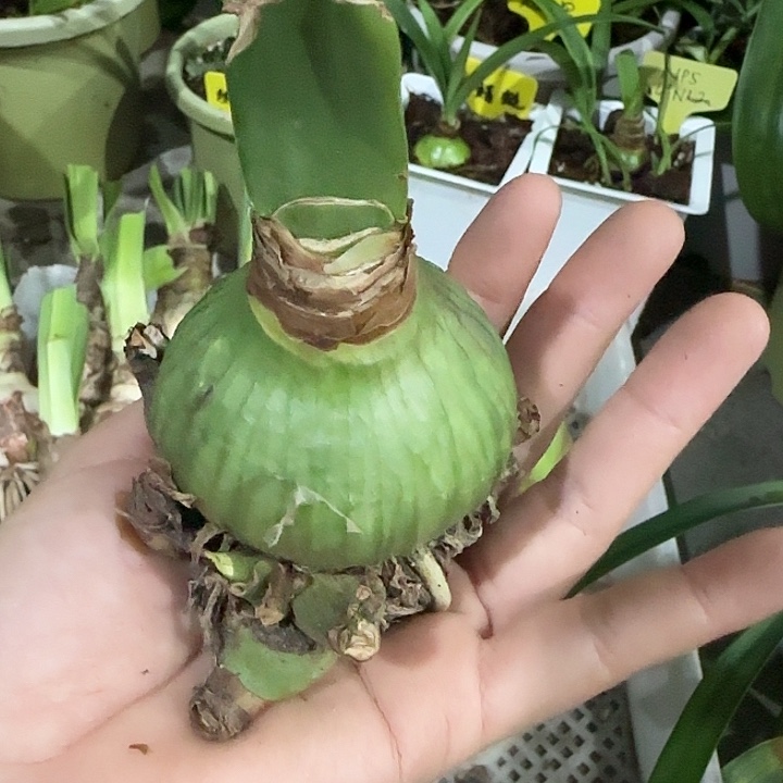 sv68。  5.3cm带7侧，干球