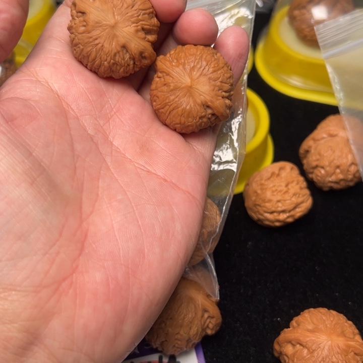 核桃铁锤，35已打底