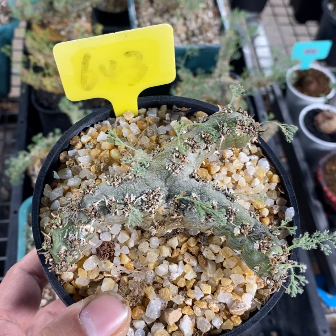 白皮越界多肉植物一个