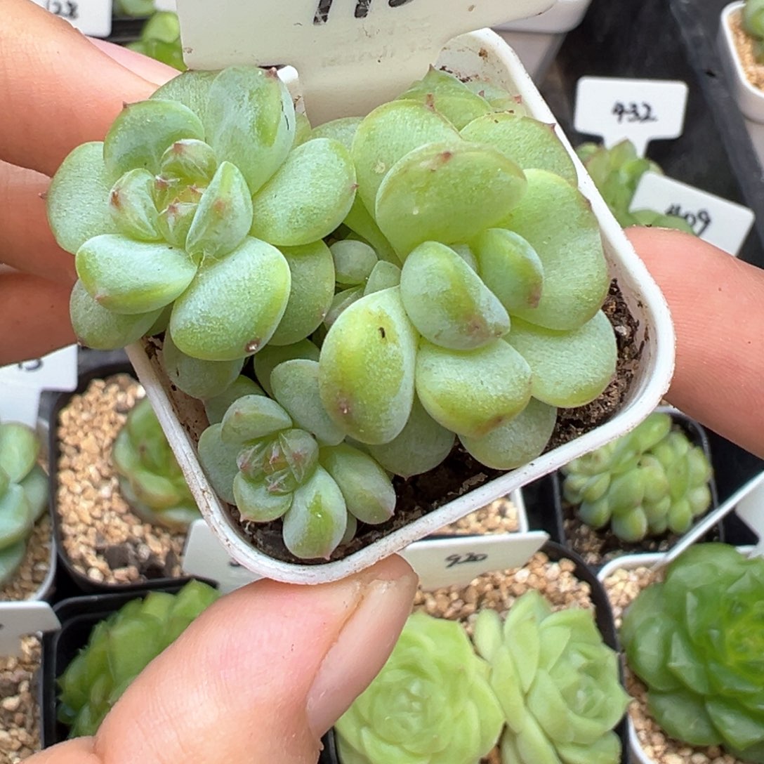 195号 146樱桃甜心