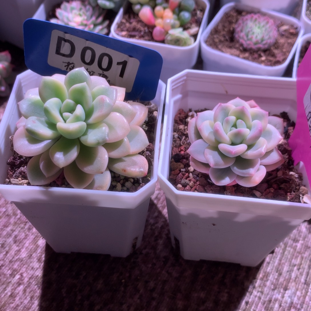 清***新福利福利福利福利