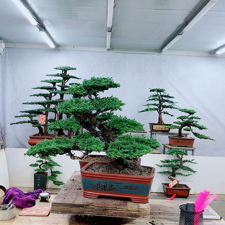 无花朵888888888888