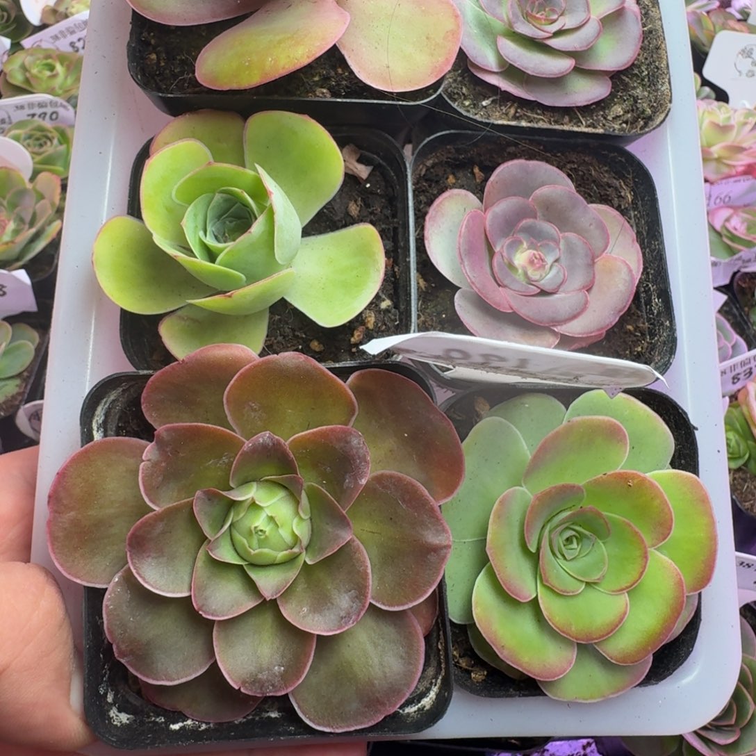 楹楹-190冠幅   4cm