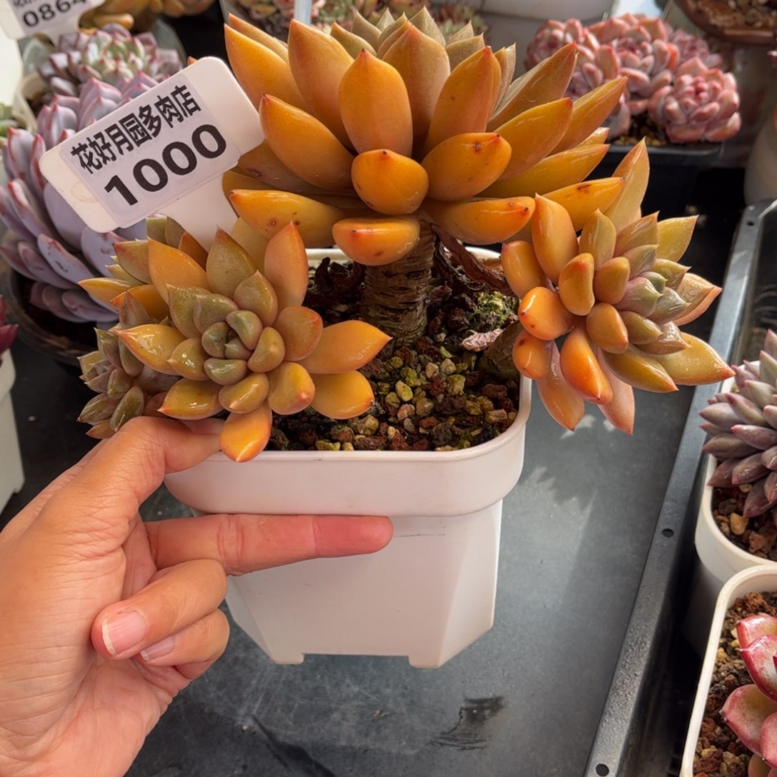 1000 天冷必拍保温箱