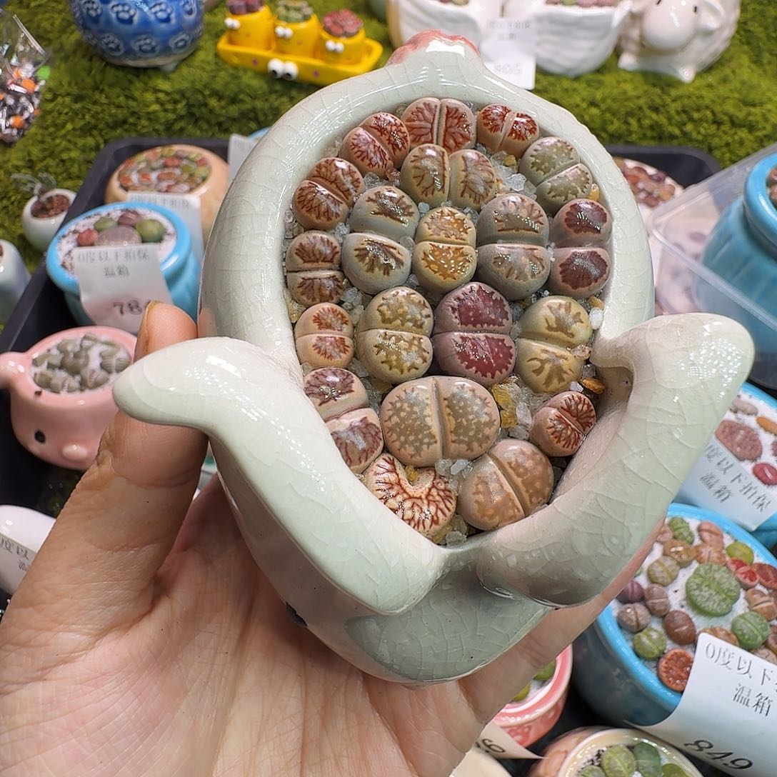 奶***唐多肉植物福利冲855