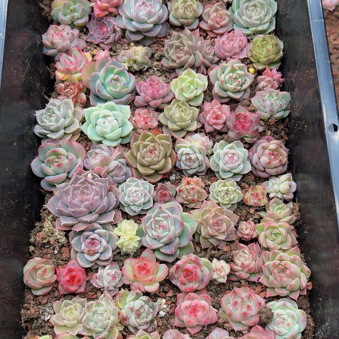 甜*多肉植物多肉植物68