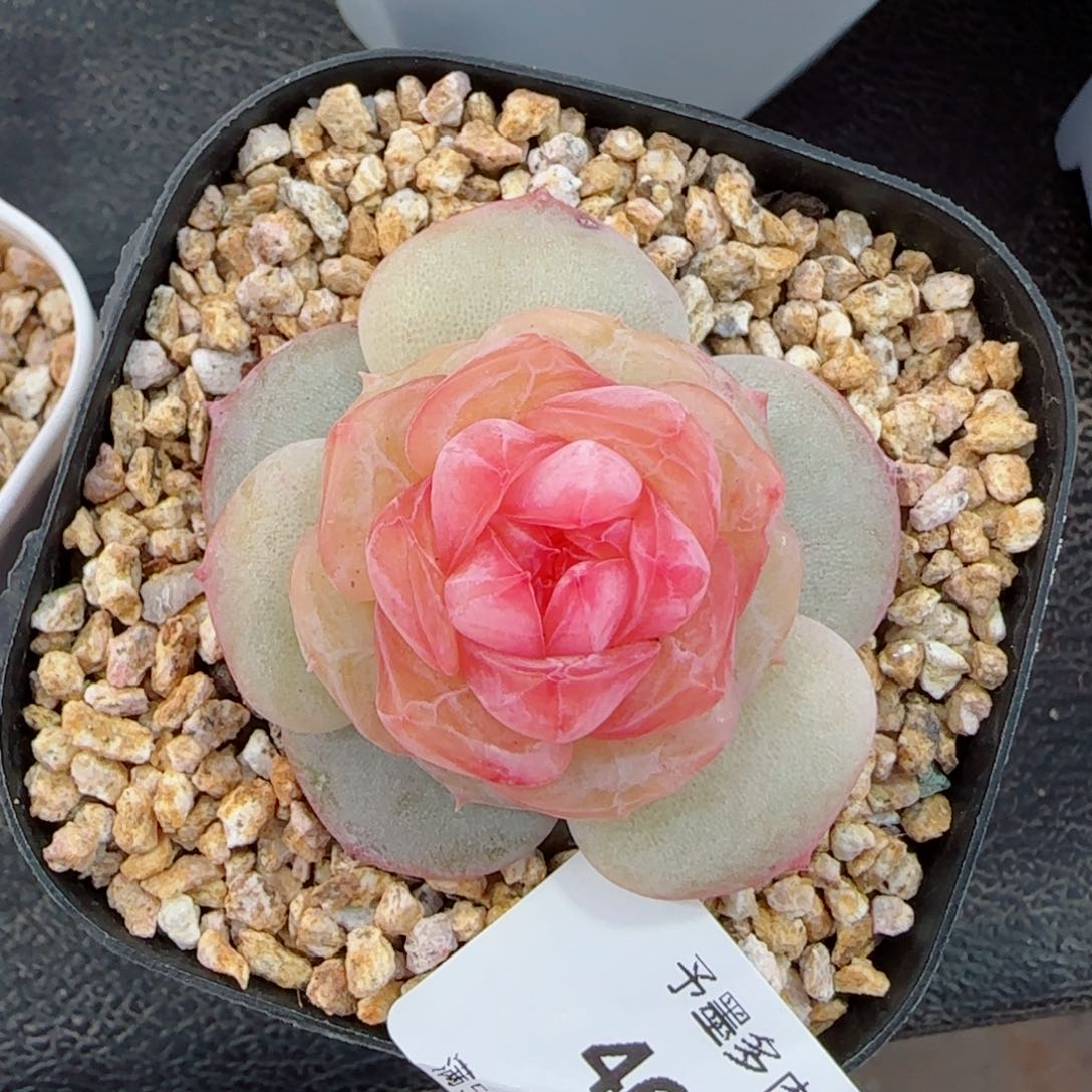 红丝绒，4634多肉植物