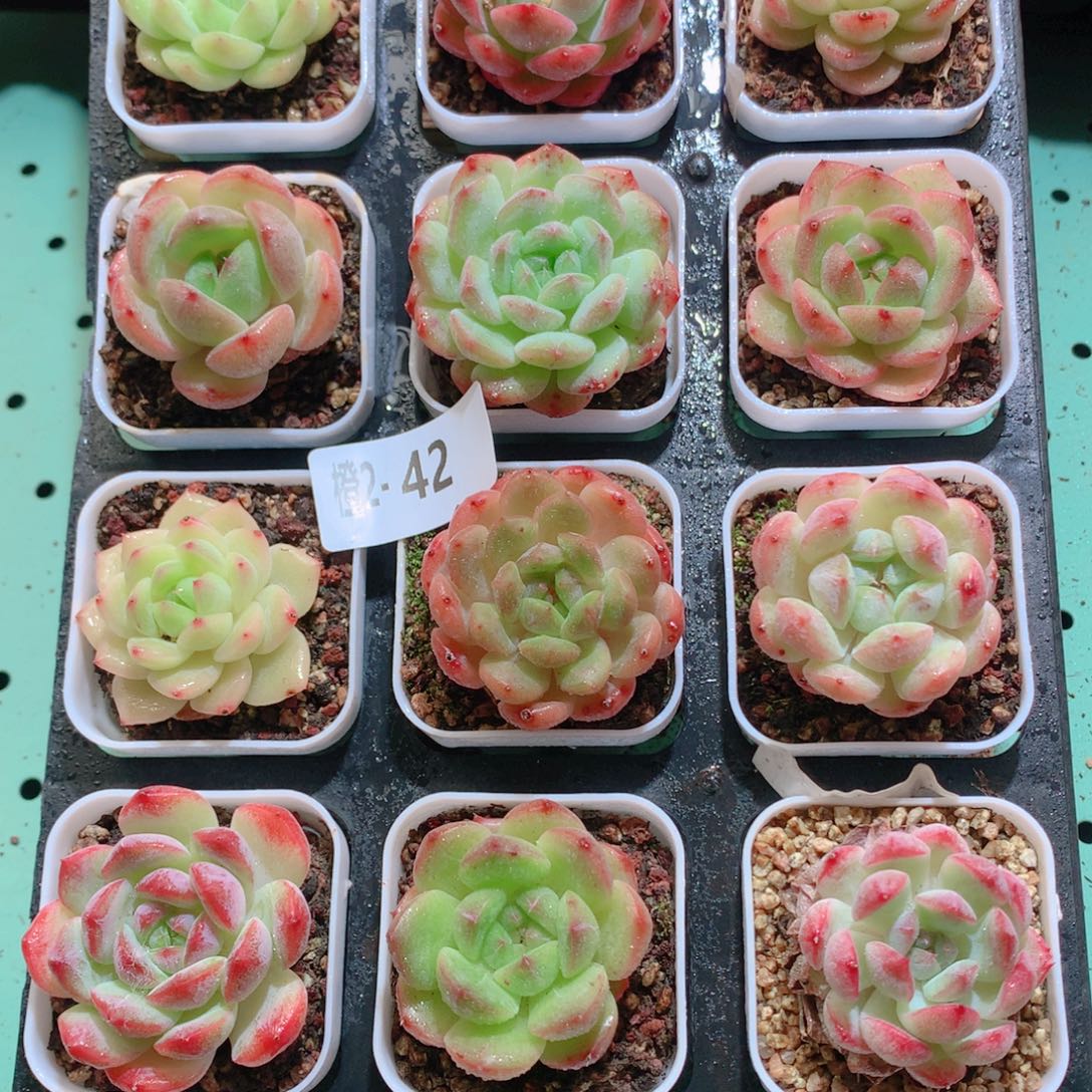 2-42一物一拍多肉带盆18颗