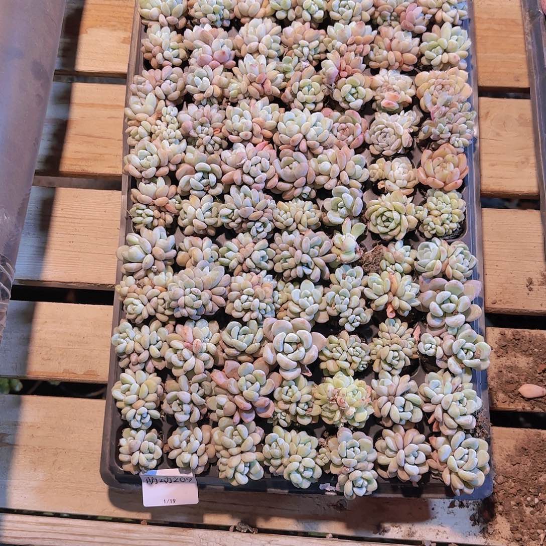 直播一物一拍多肉209