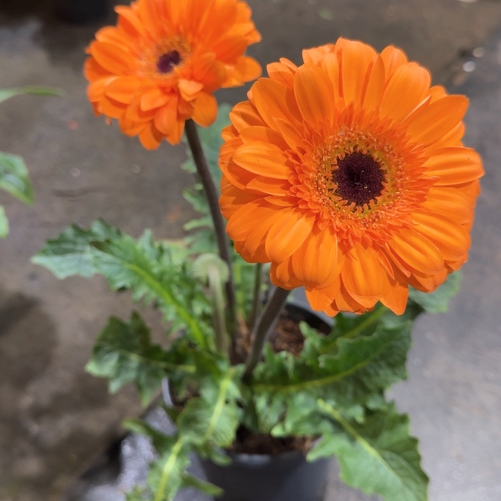 原盆原土一加仑非洲菊金桂