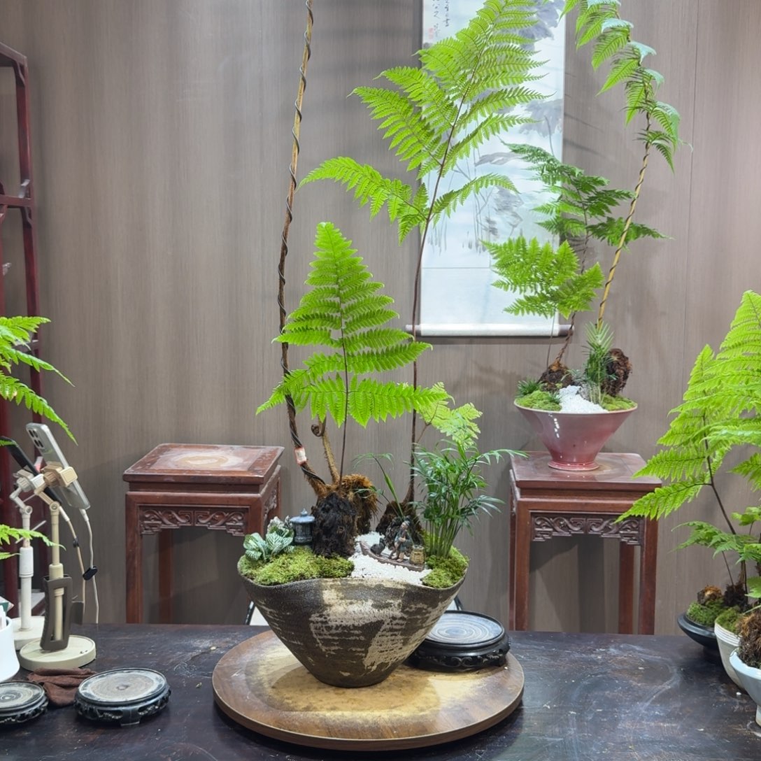 李***来无花朵蕨类植物一物一拍