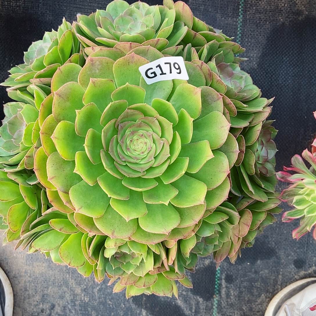 红陶179万圣3多肉