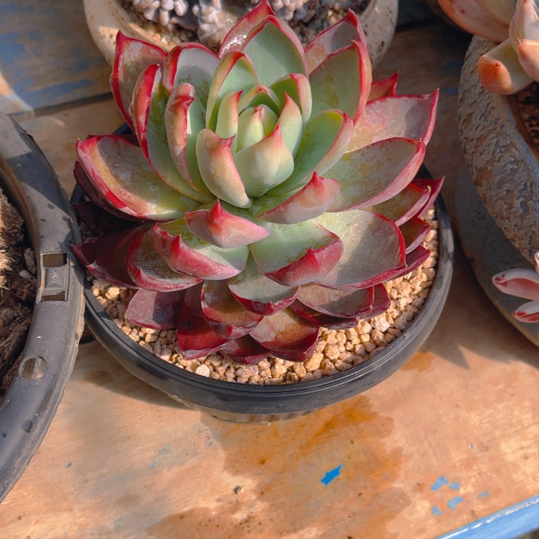 执****多肉植物组合盆栽植物