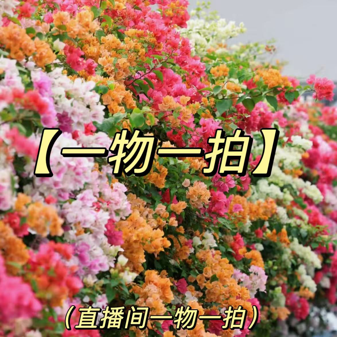 【洋洋得亿】【一物一拍】   高品质三角梅四季开花阳台庭院盆栽植物