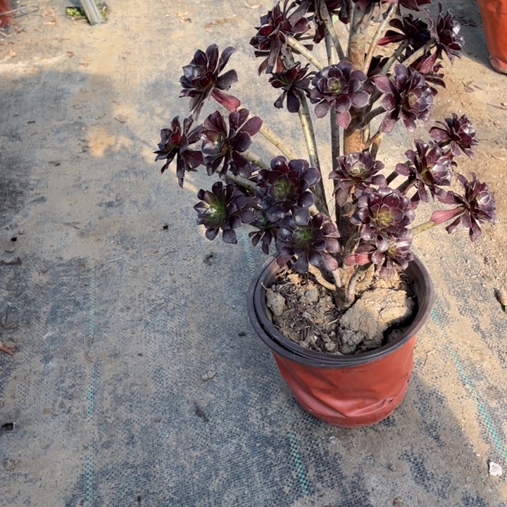 7黑法师多肉植物多肉多肉