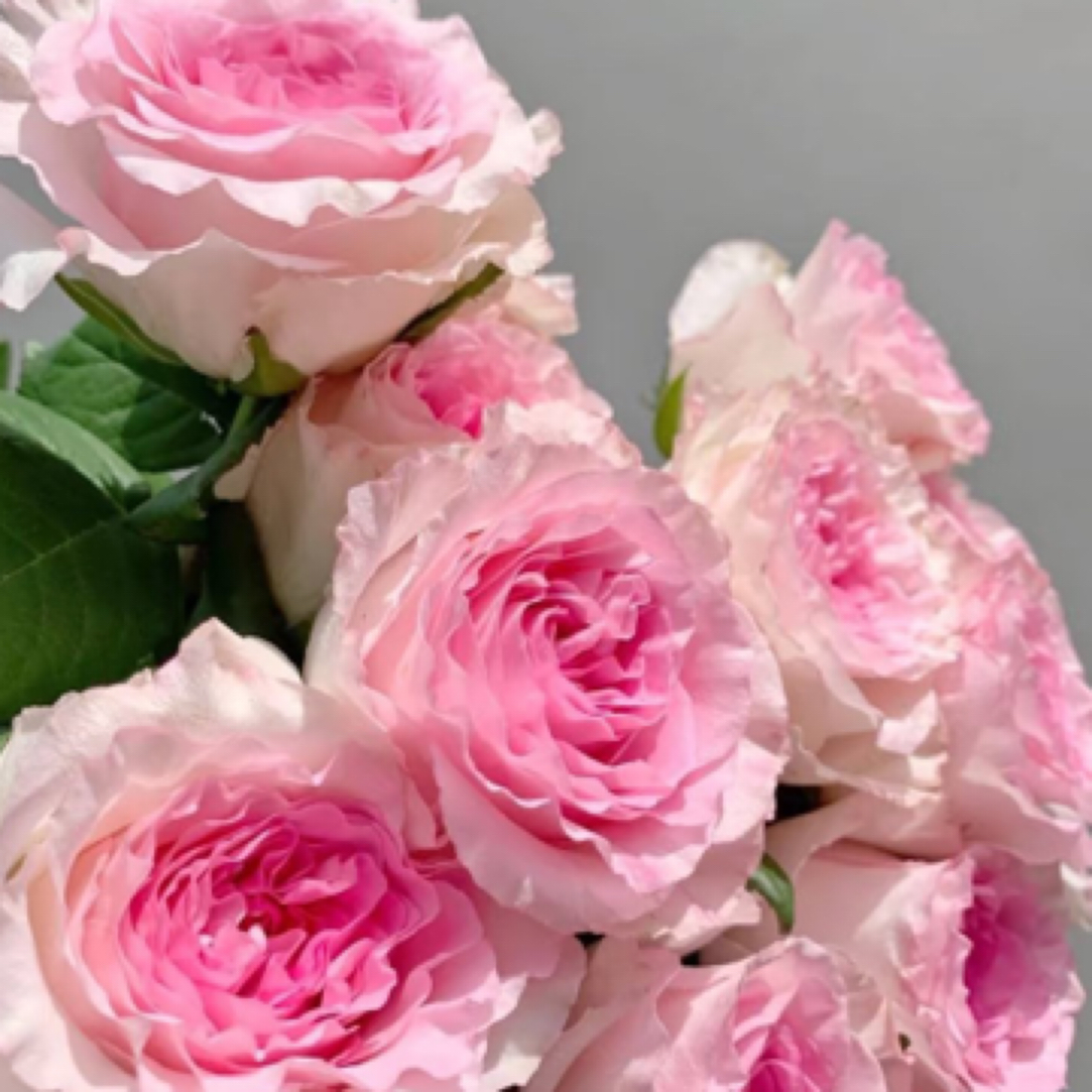 洛神玫瑰10支装京东快递包邮到家