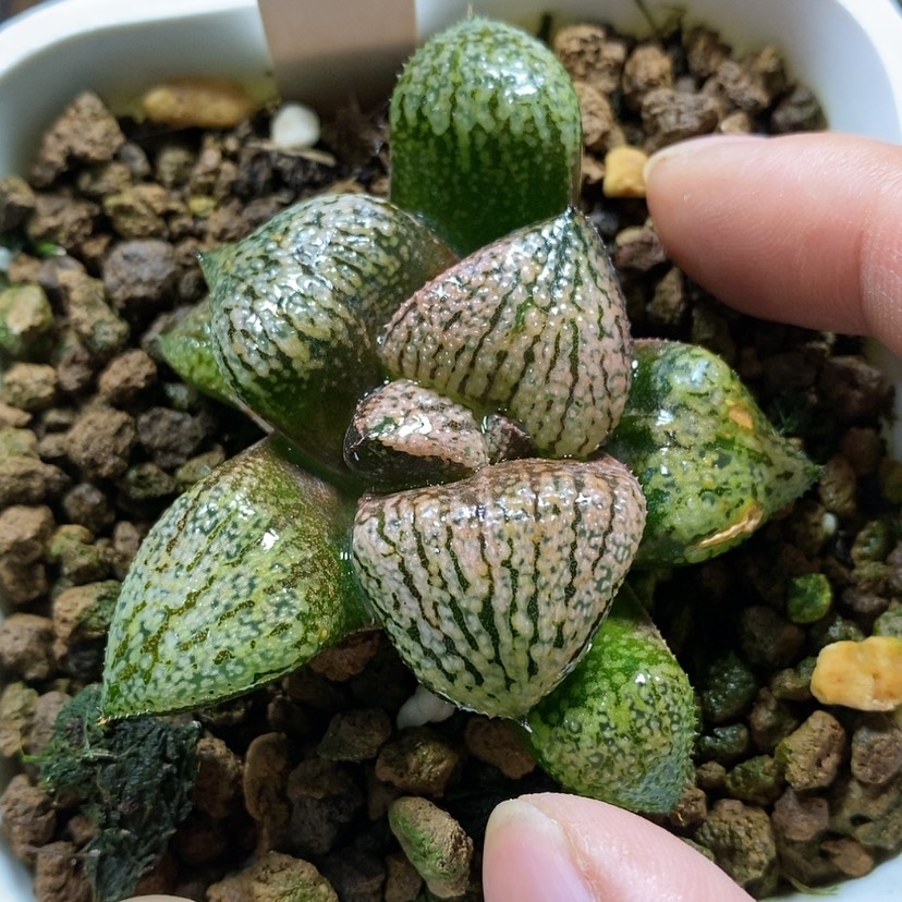 【闪购商品】48实生