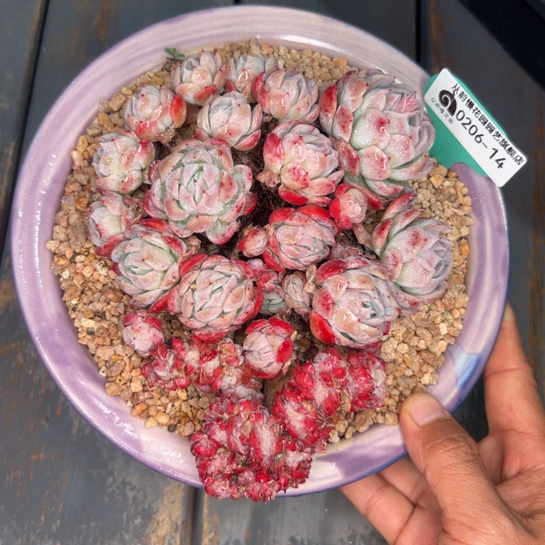 多肉一物一拍0206-14