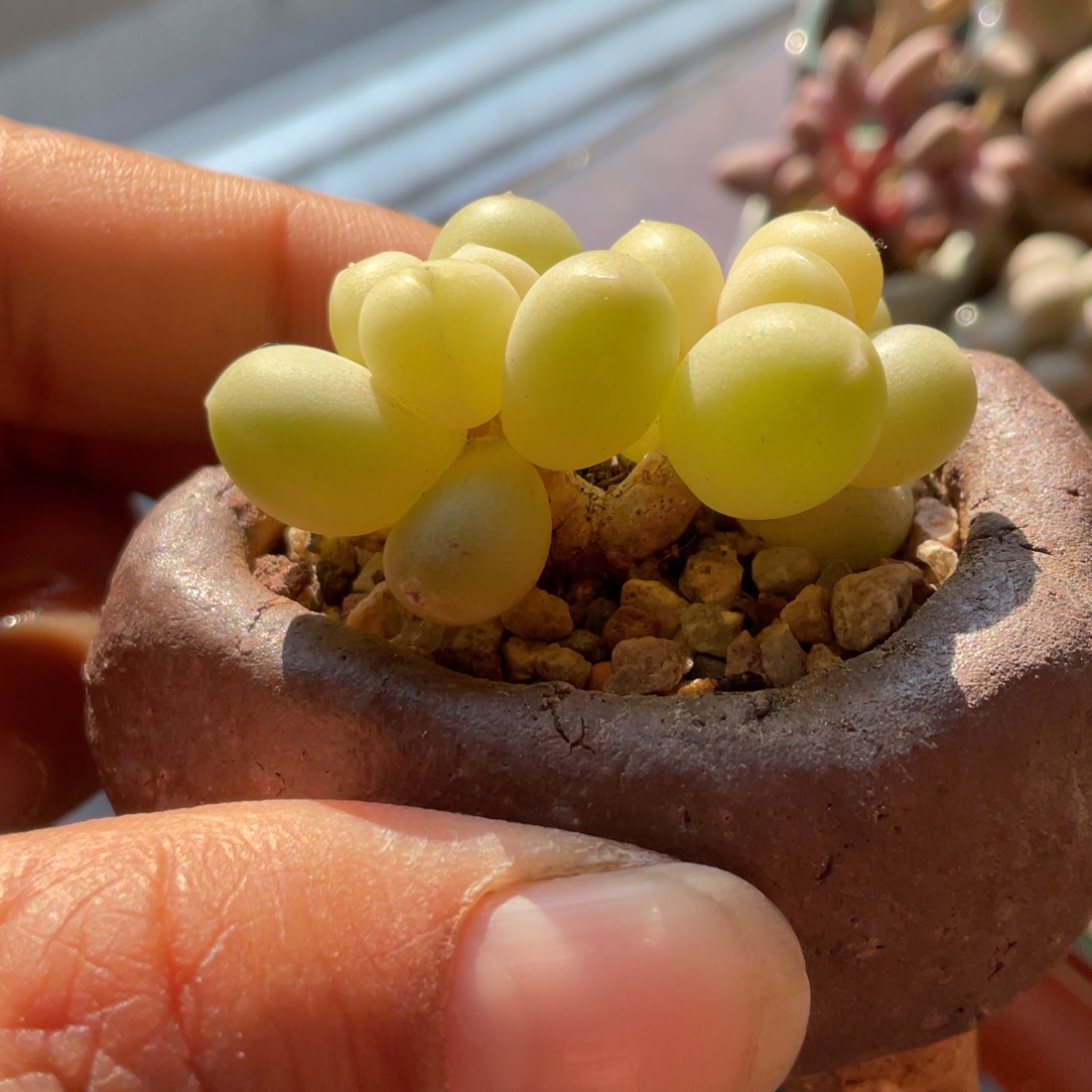 天空没人一体没盆