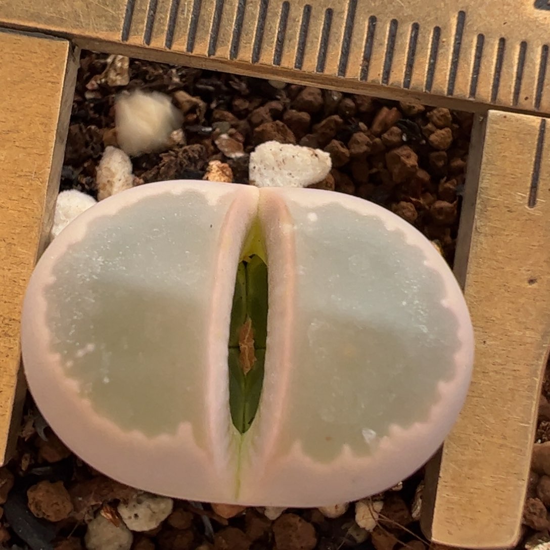 粉橄榄多肉植物百科1