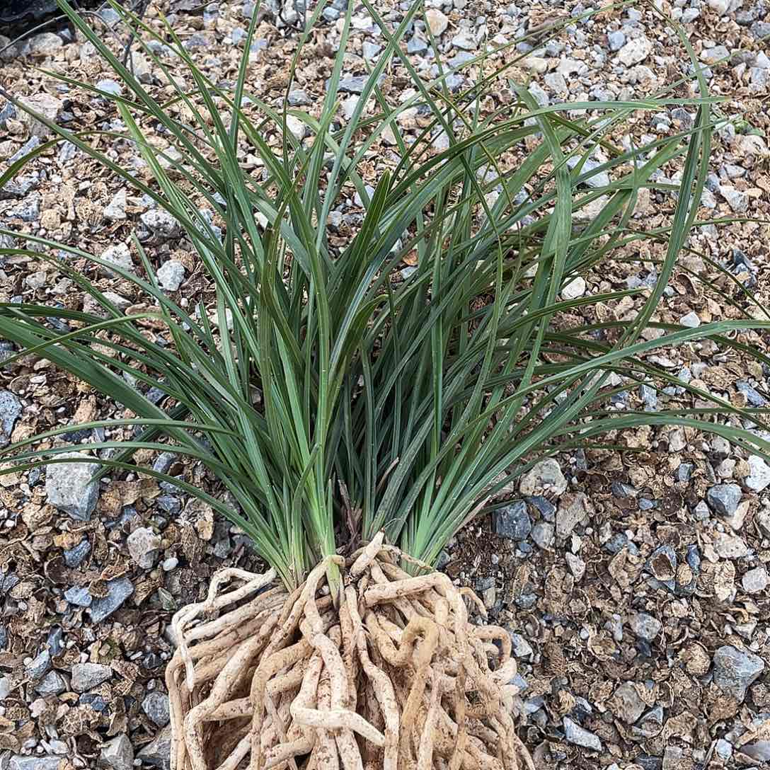 态***题完全开放兰花兰花