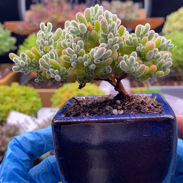 无花朵14冰橙。       