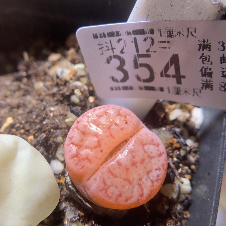 元宵节快乐212.354