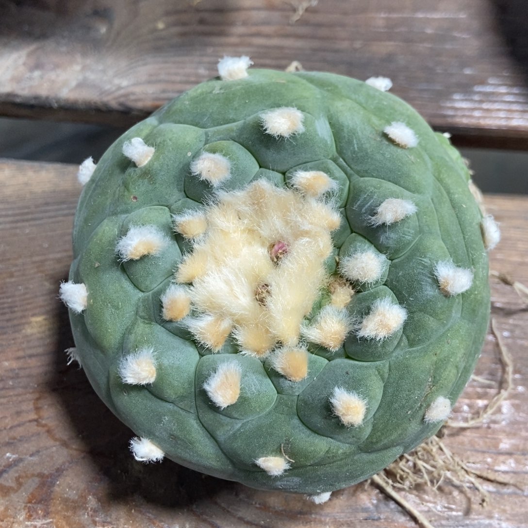 大海鲜，实生，8.4厘米