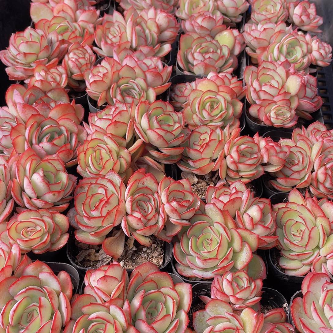 量拍150号 牡丹亭群生一个