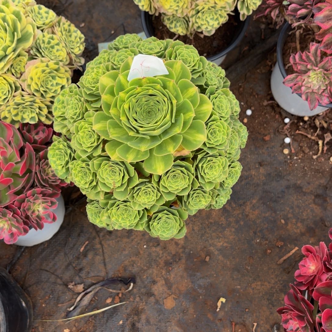 云南翡翠好看25号