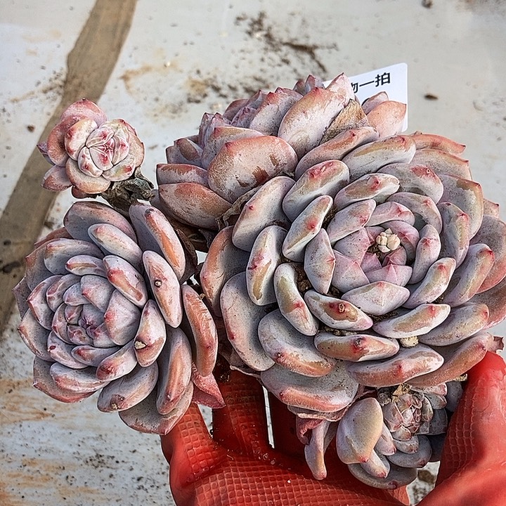 20 号一物一拍不退不换