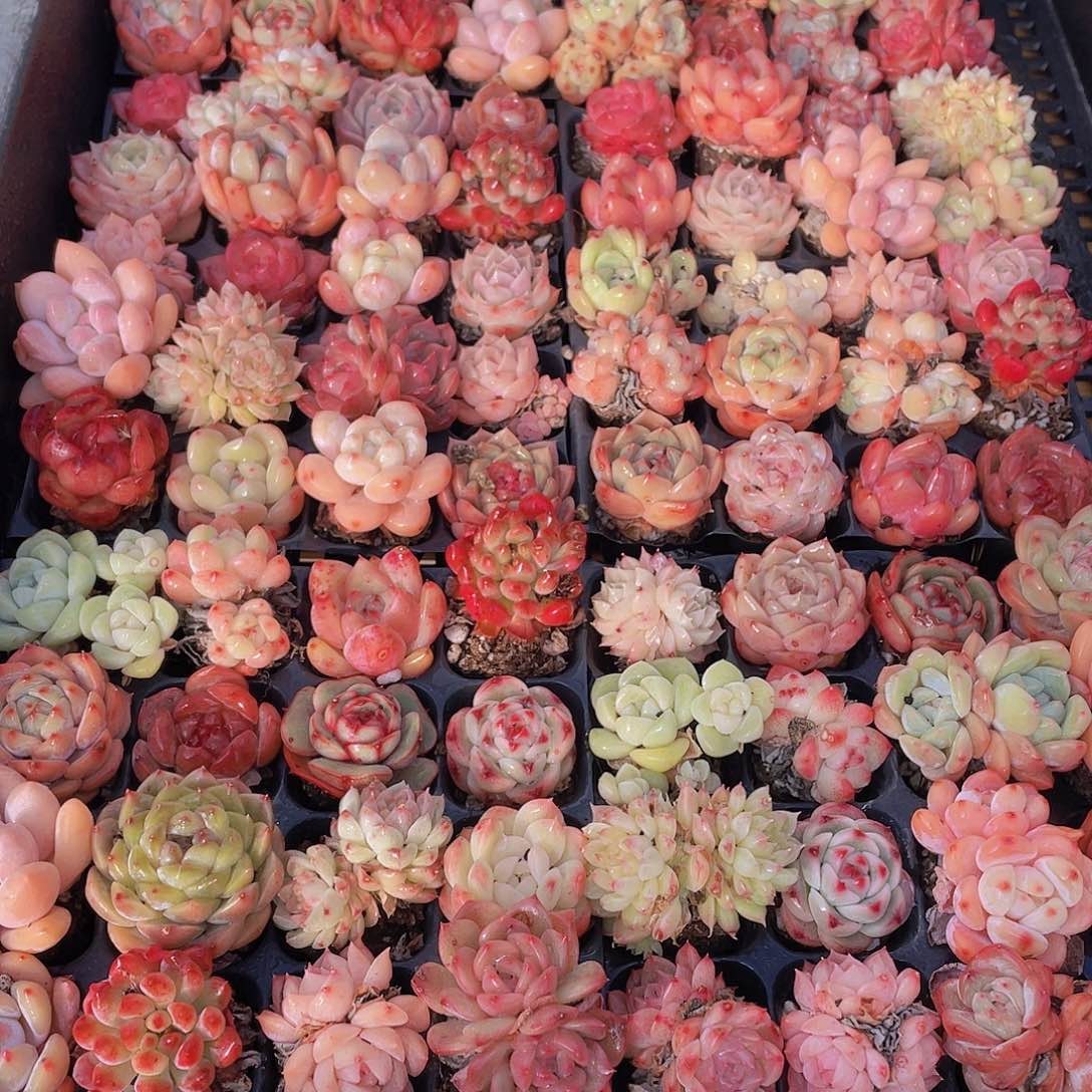 量拍71号 精品小可爱组合多肉20个