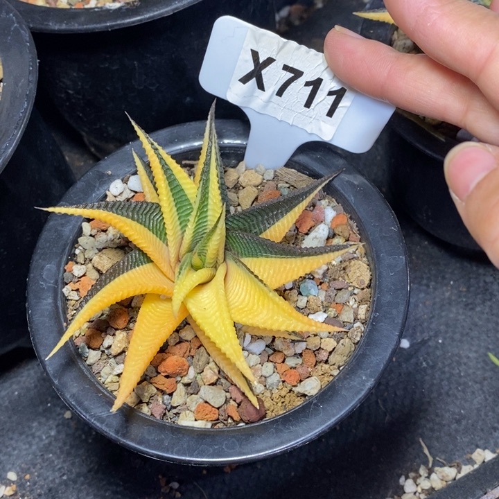 洪***?福利 琉璃殿锦！！！