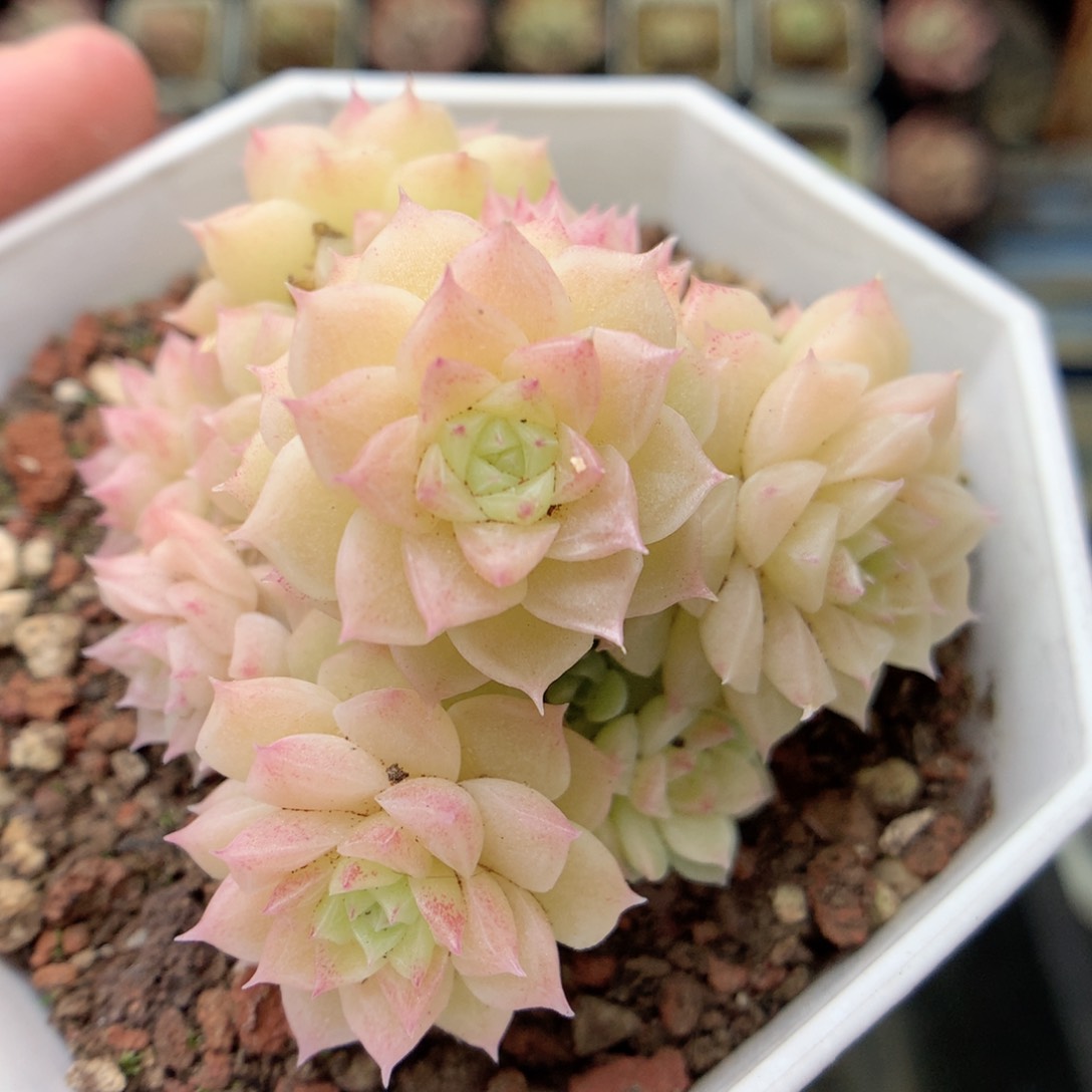 X185 ，20包邮两天凑单偏远不发货