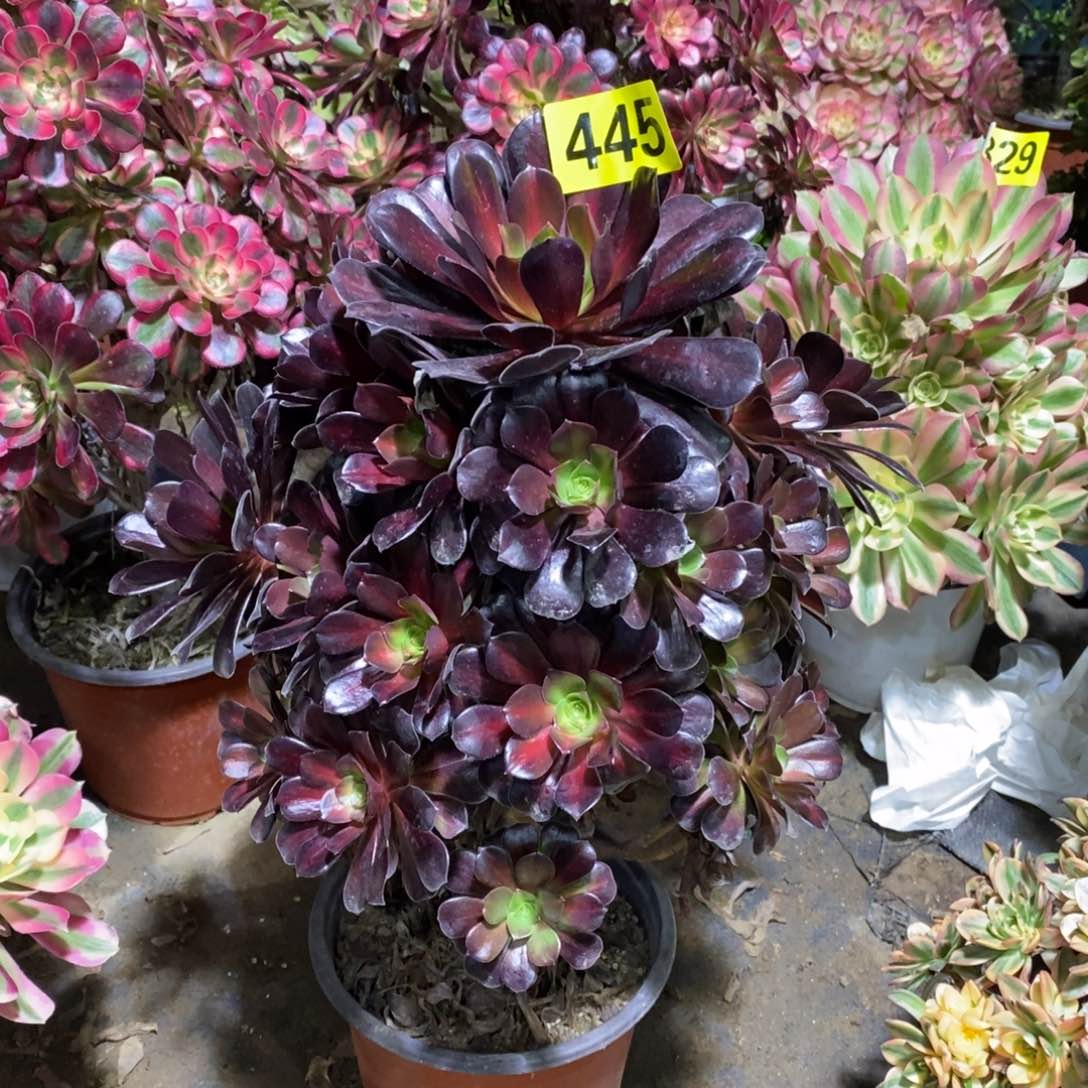 花纳多肉法师445