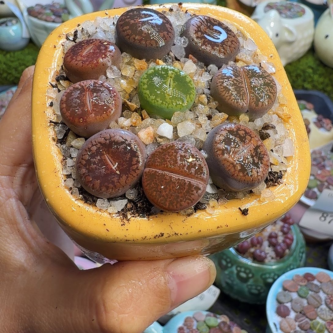 *****多肉植物福利冲906