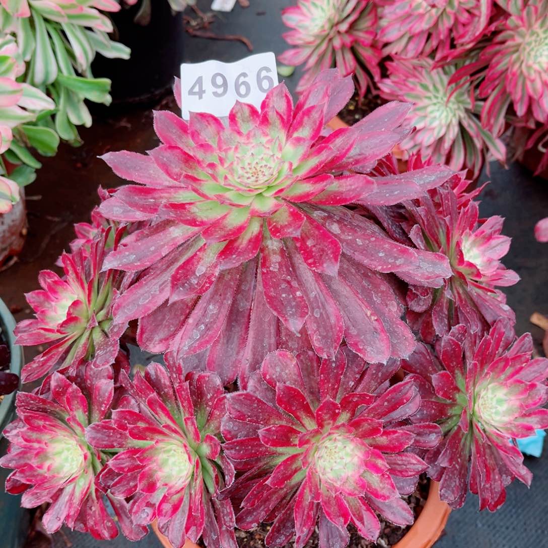 欢颜多肉发货发货