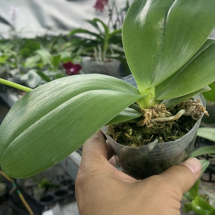 当前无花栽培后可以开花弥陀国王