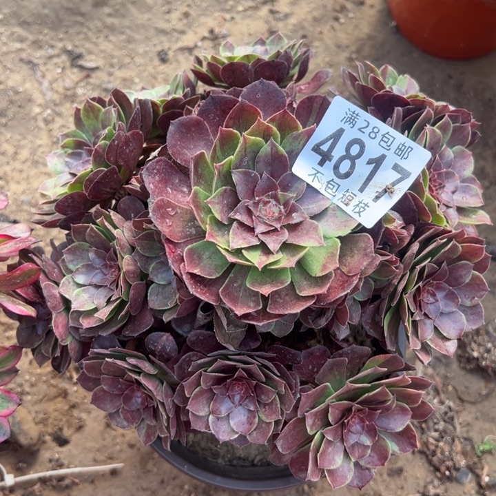 花月夜多肉植物法师4817