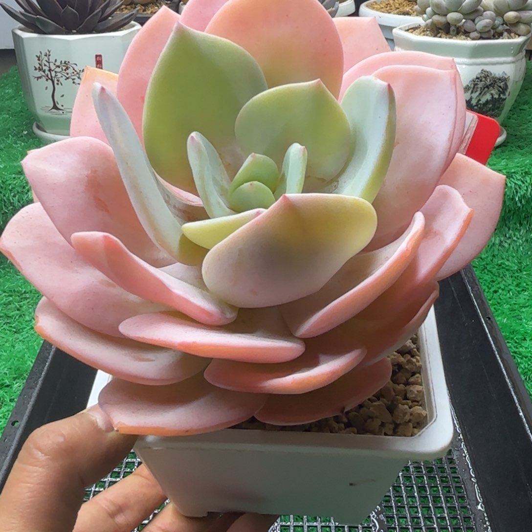 解忧多肉植物编号44