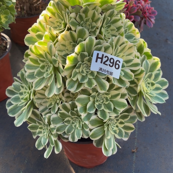 瑞妈，，，。。。。296迈，