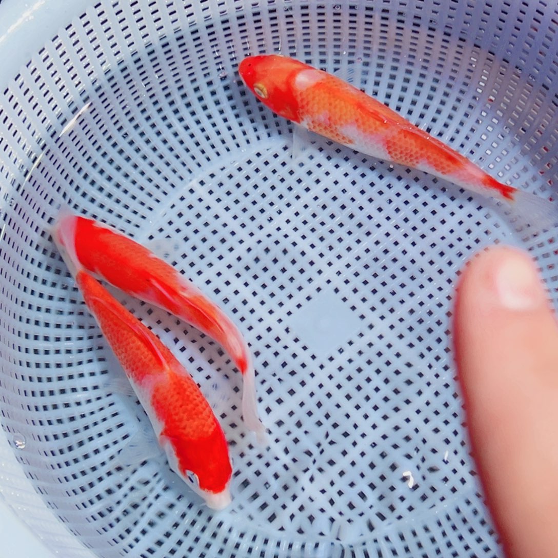 锦鲤锦鲤观赏鱼1111